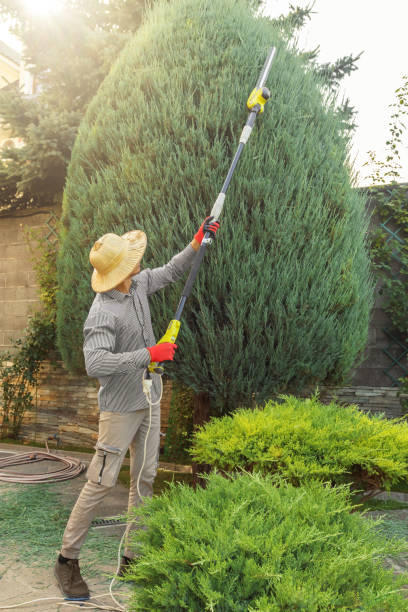 Sterling, KS Tree Service Company